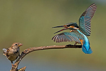Beautiful Birds, cool, beautiful, birds HD wallpaper