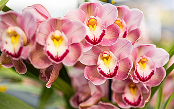 pink white orchids, tropical flowers, orchids, orchid branch, beautiful flowers HD wallpaper