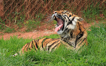 Animals, Tigers HD wallpaper