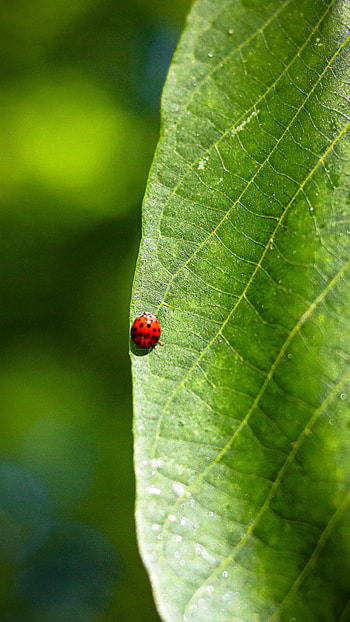 Macro, Sheet, Leaf, Ladybug, Ladybird, Veins HD phone wallpaper