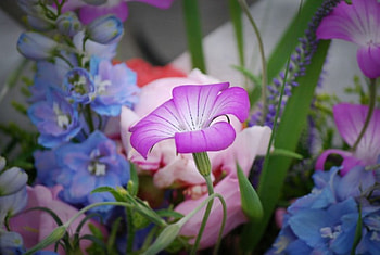 Standing out!, nature, flowers HD wallpaper