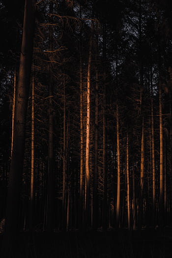 Dark forest with warm light filtering through trees, creating a mysterious atmosphere. HD phone wallpaper