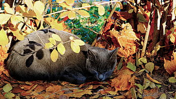 Animals, Cats HD wallpaper
