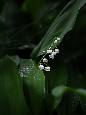 Flowers, Leaves, Lily Of The Valley, Flower, Plant, Macro HD phone wallpaper