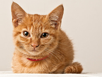 Animals, Kitty, Kitten, Muzzle, Collar HD wallpaper