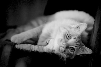 Cat, kitten, sweet, kitty, cats, cute, beautiful, paws, beauty, cat face, pretty, animals, face, lovely, hat HD wallpaper