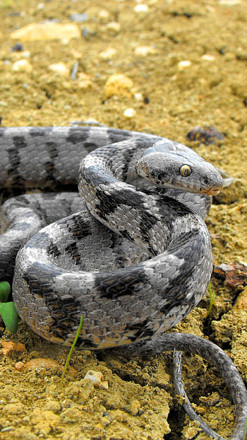 European Cat Snake, Animal, snake HD phone wallpaper