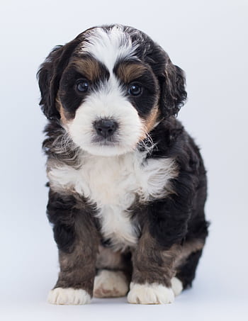 Cute Bernedoodle puppy sitting on a white background in a studio setting. HD phone wallpaper