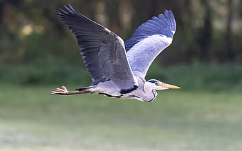 Flying Heron, flight, wings, heron, bird HD wallpaper