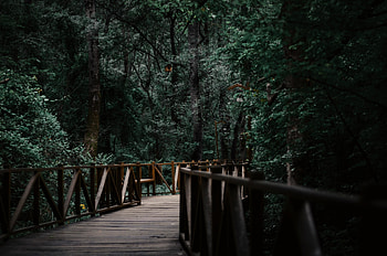 Wooden bridge, garden, nature HD wallpaper