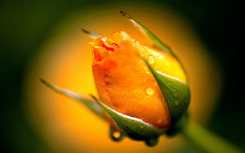 Water, Drops, Macro, Rose Flower, Rose, Bud, Dew HD wallpaper