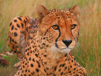 Animals, Cheetah HD wallpaper