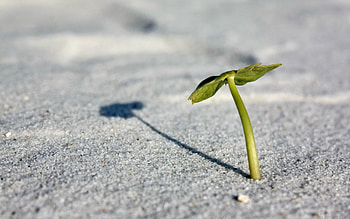 Grass, Leaves, Sand, Macro, Sprout HD wallpaper