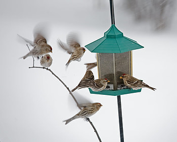 hungry birds, winter, birds, snow, hungry HD wallpaper