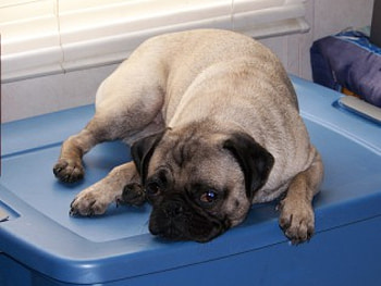 Candy, little pug, lazy pug HD wallpaper