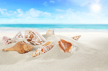 sand, nature, shell HD wallpaper