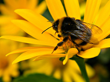 Insects, Bees HD wallpaper