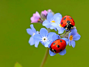 Beauty of Nature, ladybugs, flower HD wallpaper