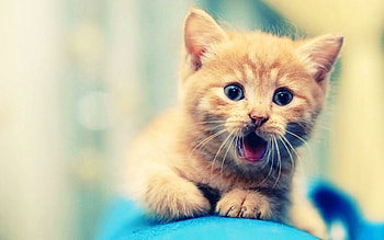 Kitten backgrounds, Whiskered wonders, Playful antics, Paw-sitively delightful HD wallpaper