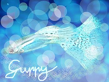 Blue Neon Guppy, blue, fish, beautiful, guppy HD wallpaper
