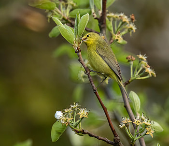Animals, Feather, Bird, Branch, Mockingbird, Mockery HD wallpaper
