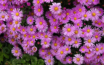 Asters, flowers, pink, plants HD wallpaper