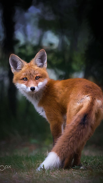 Fox, Brown White HD phone wallpaper