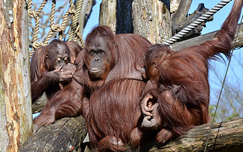 Animals, Monkeys, Ropes, Cordage, Sit, Branch, Family HD wallpaper