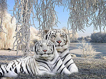 Winter stripes, pair, white, black, tigers HD wallpaper