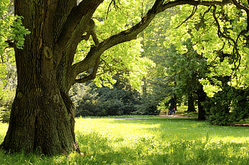 Fascinating white oak facts, Nature's wisdom, Tree knowledge, Captivating information HD wallpaper