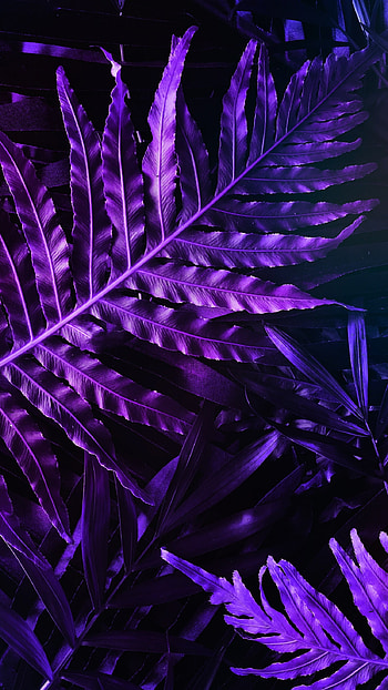 Purple Aesthetic, Purple Shade Leafs HD phone wallpaper