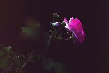 A single vibrant pink rose with buds on a dark background, captured in low light. HD wallpaper