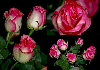 Roses, rose, pink, bouquet, green, flowers, beauty HD wallpaper