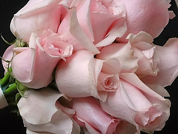 Pink perfection, pink, delicate, ross, flowers, beauty HD wallpaper
