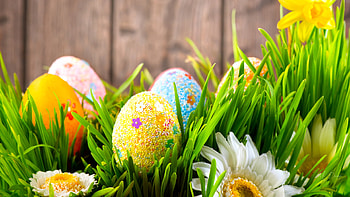 Spring Blooms and Eggs, Easter, fence, grass, spring, eggs, floers HD wallpaper