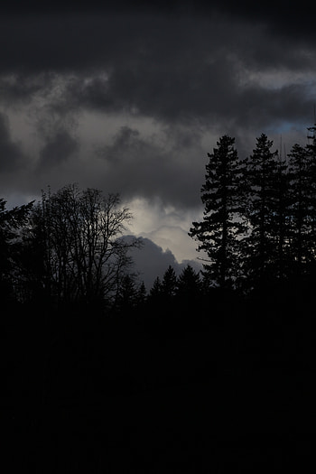 Nature, Dark, Forest, Gloomy HD phone wallpaper