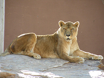 Lioness, animal HD wallpaper