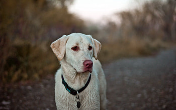 Animals, Dog, Sight, Opinion, Labrador, Collar HD wallpaper