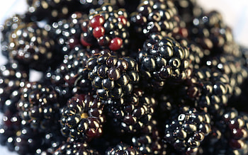 Fruits, Food, Background, Berries, Blackberry HD wallpaper