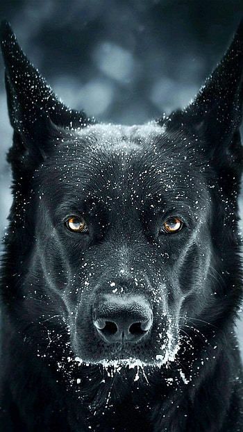 German Shepherd, Amoled animals, Pins, Expert HD phone wallpaper