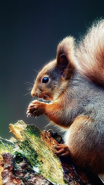 Squirrel on tree branch, Wild animal scene HD phone wallpaper