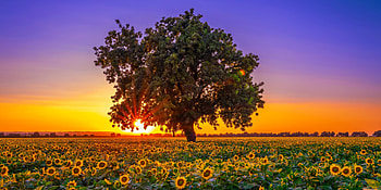 Apus de Soare, soare, de, apus, minunat HD wallpaper