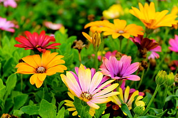 Colorful daisies blossoming in a lush garden during springtime, showcasing vivid hues and natural beauty. HD wallpaper