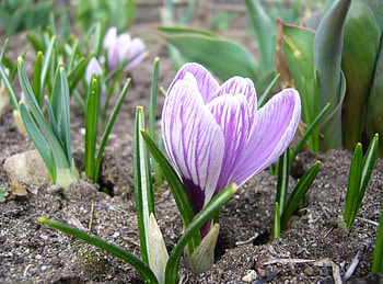 Flowers, Flower, Close-Up, Earth, Land, Spring, Primrose, Crocus HD wallpaper