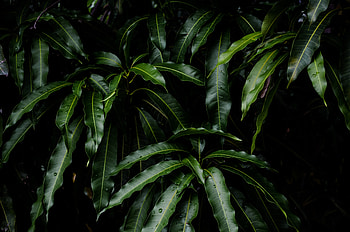 Nature, Leaves, Plant, Mango HD wallpaper