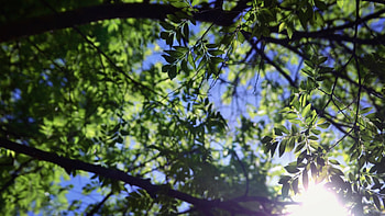Trees in the forest, background, Nature's tranquility, Stock video HD wallpaper