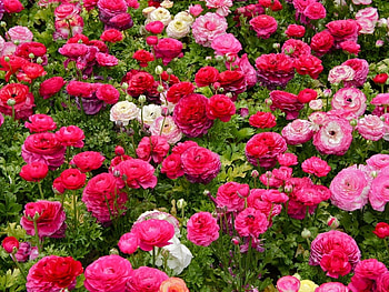 Plants, Flowers HD wallpaper