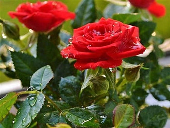 Red Roses, leaves, roses, drops, flowers, beauty HD wallpaper