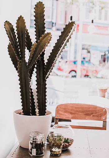 Flowers, Plant, Room, Cactus, Decorative, Succulent HD phone wallpaper