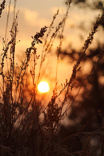 Nature, Sunset, Grass, Sun, Bush HD phone wallpaper